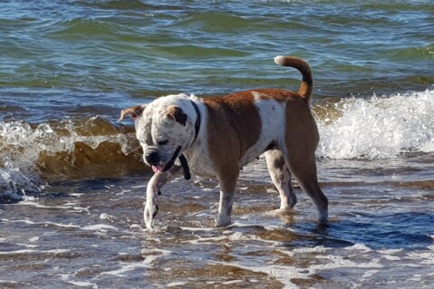 Continental Bulldog Seeblickbulls 180719 Continental Bulldog Seeblickbulls 180719
