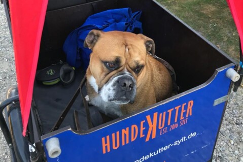 Continental Bulldog Seeblickbulls 180720 Continental Bulldog Seeblickbulls 180720