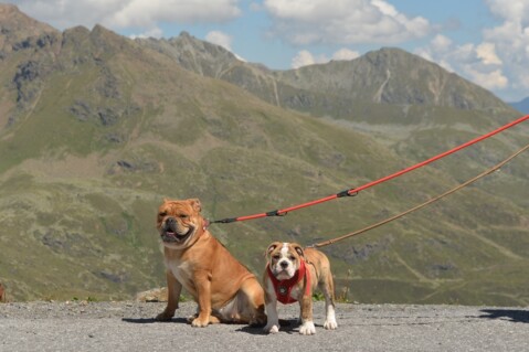 Continental Bulldog Seeblickbulls 180729 Continental Bulldog Seeblickbulls 180729