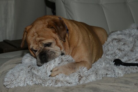 Continental Bulldog Seeblickbulls 180801 Continental Bulldog Seeblickbulls 180801