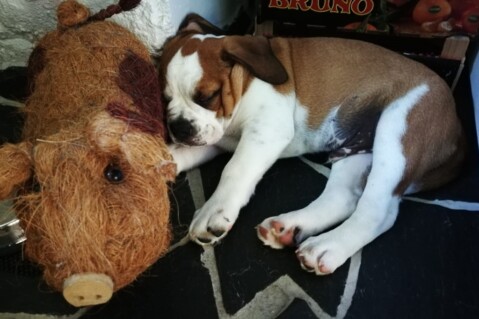 Continental Bulldog Seeblickbulls 180801 Continental Bulldog Seeblickbulls 180801