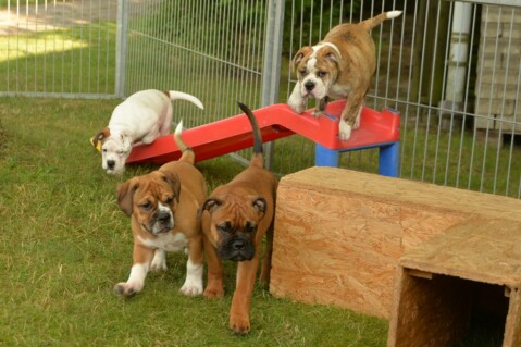 Continental Bulldog Seeblickbulls 180803 Continental Bulldog Seeblickbulls 180803