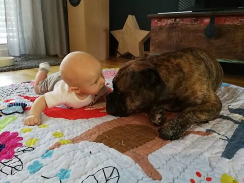 Continental Bulldog Seeblickbulls 180804 Continental Bulldog Seeblickbulls 180804