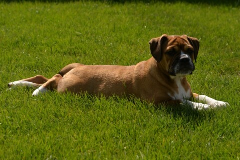 Continental Bulldog Seeblickbulls 180805 Continental Bulldog Seeblickbulls 180805
