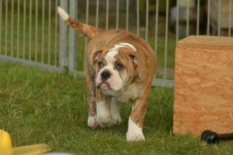 Continental Bulldog Seeblickbulls 180808 Continental Bulldog Seeblickbulls 180808