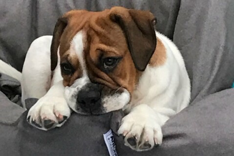 Continental Bulldog Seeblickbulls 180809 Continental Bulldog Seeblickbulls 180809