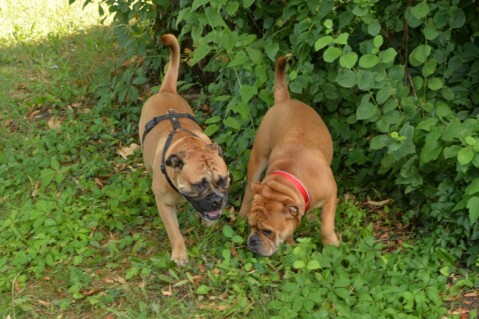 Continental Bulldog Seeblickbulls 180811 Continental Bulldog Seeblickbulls 180811