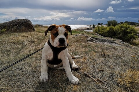 Continental Bulldog Seeblickbulls 180815 Continental Bulldog Seeblickbulls 180815