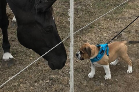 Continental Bulldog Seeblickbulls 180817 Continental Bulldog Seeblickbulls 180817