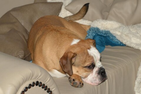 Continental Bulldog Seeblickbulls 180819 Continental Bulldog Seeblickbulls 180819