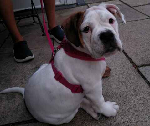 Continental Bulldog Seeblickbulls 180821 Continental Bulldog Seeblickbulls 180821