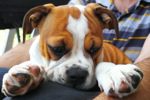 Continental Bulldog Seeblickbulls 180823 Continental Bulldog Seeblickbulls 180823