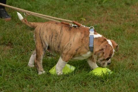 Continental Bulldog Seeblickbulls 180827 Continental Bulldog Seeblickbulls 180827