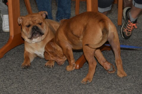 Continental Bulldog Seeblickbulls 180828 Continental Bulldog Seeblickbulls 180828