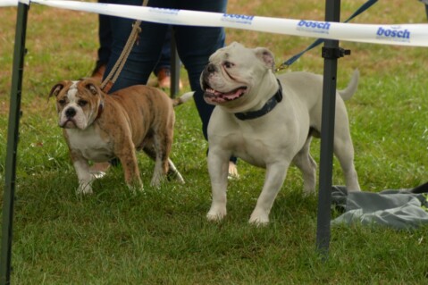 Continental Bulldog Seeblickbulls 180829 Continental Bulldog Seeblickbulls 180829
