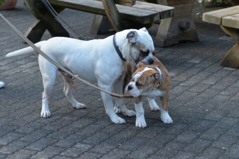Continental Bulldog Seeblickbulls 180830 Continental Bulldog Seeblickbulls 180830