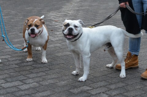 Continental Bulldog Seeblickbulls 180831 Continental Bulldog Seeblickbulls 180831