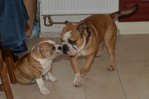 Continental Bulldog Seeblickbulls 180901 Continental Bulldog Seeblickbulls 180901
