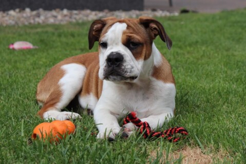 Continental Bulldog Seeblickbulls 180902 Continental Bulldog Seeblickbulls 180902
