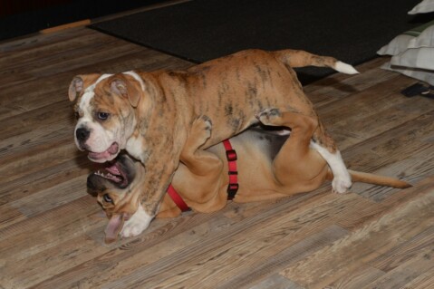 Continental Bulldog Seeblickbulls 180909 Continental Bulldog Seeblickbulls 180909