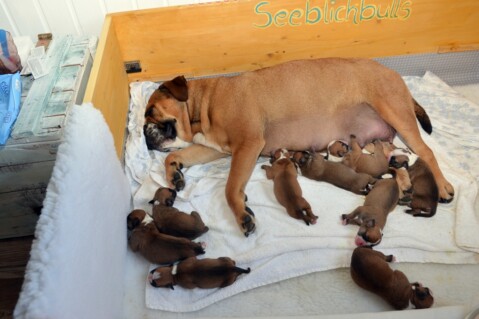 Continental Bulldog Seeblickbulls 180913 Continental Bulldog Seeblickbulls 180913