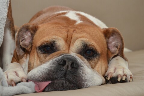 Continental Bulldog Seeblickbulls 180917 Continental Bulldog Seeblickbulls 180917