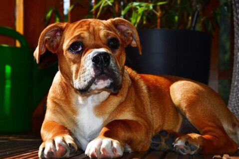 Continental Bulldog Seeblickbulls 180919 Continental Bulldog Seeblickbulls 180919