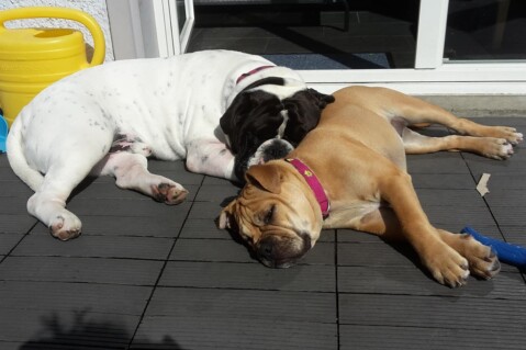 Continental Bulldog Seeblickbulls 180927 Continental Bulldog Seeblickbulls 180927