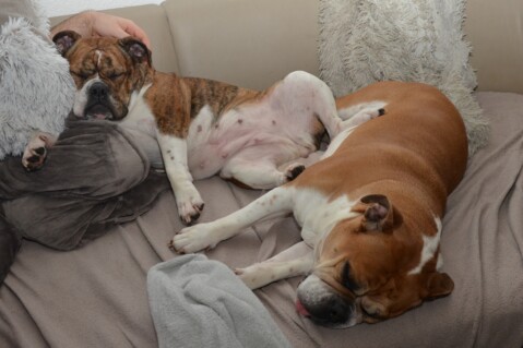 Continental Bulldog Seeblickbulls 180930 Continental Bulldog Seeblickbulls 180930