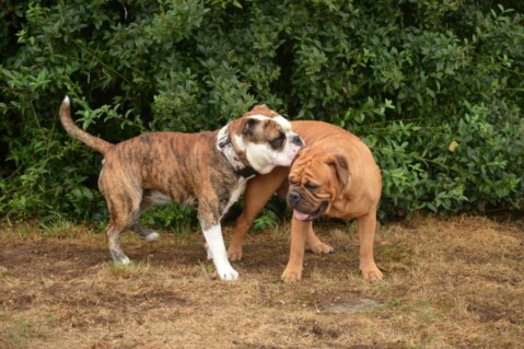 Continental Bulldog Seeblickbulls 181002 Continental Bulldog Seeblickbulls 181002