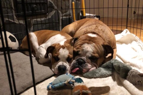 Continental Bulldog Seeblickbulls 181004 Continental Bulldog Seeblickbulls 181004