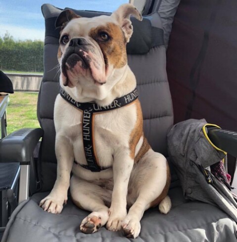 Continental Bulldog Seeblickbulls 181007 Continental Bulldog Seeblickbulls 181007