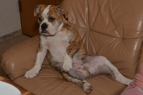 Continental Bulldog Seeblickbulls 181009 Continental Bulldog Seeblickbulls 181009