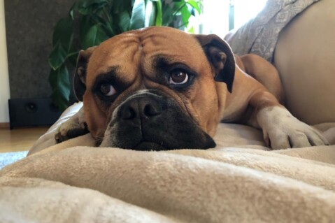 Continental Bulldog Seeblickbulls 181011 Continental Bulldog Seeblickbulls 181011