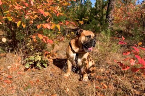 Continental Bulldog Seeblickbulls 181013 Continental Bulldog Seeblickbulls 181013