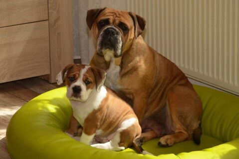 Continental Bulldog Seeblickbulls 181015 Continental Bulldog Seeblickbulls 181015