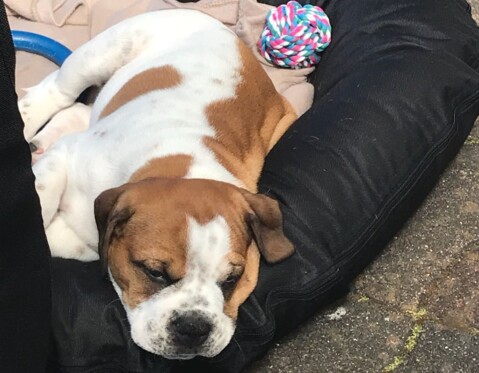 Continental Bulldog Seeblickbulls 181018 Continental Bulldog Seeblickbulls 181018