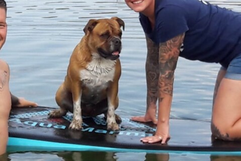 Continental Bulldog Seeblickbulls 181020 Continental Bulldog Seeblickbulls 181020