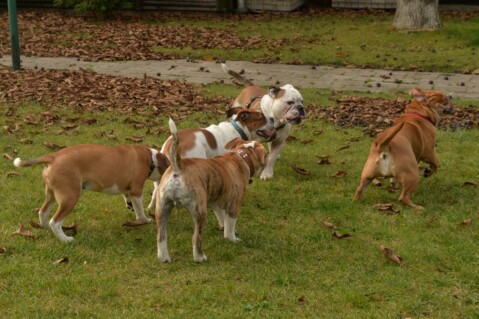 Continental Bulldog Seeblickbulls 181027 Continental Bulldog Seeblickbulls 181027