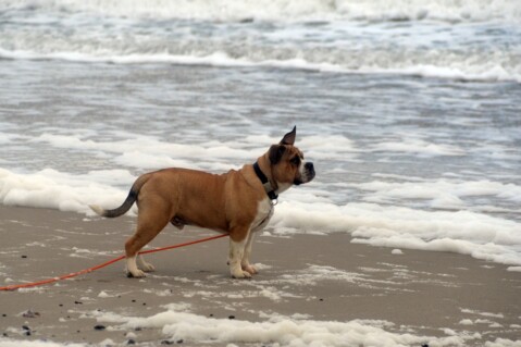 Continental Bulldog Seeblickbulls 181031 Continental Bulldog Seeblickbulls 181031