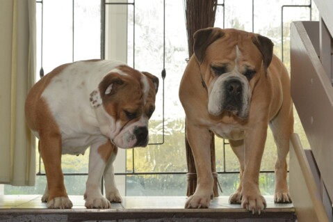 Continental Bulldog Seeblickbulls 181104 Continental Bulldog Seeblickbulls 181104