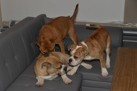 Continental Bulldog Seeblickbulls 181106 Continental Bulldog Seeblickbulls 181106