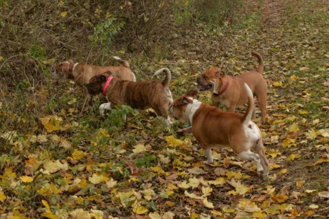 Continental Bulldog Seeblickbulls 181112 Continental Bulldog Seeblickbulls 181112