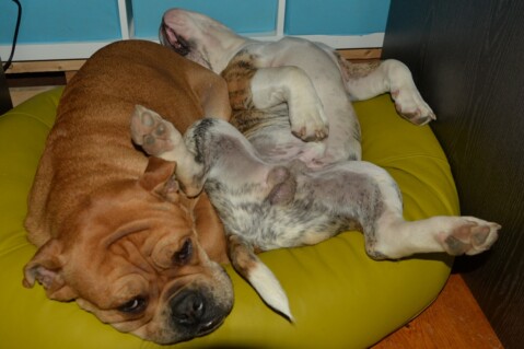 Continental Bulldog Seeblickbulls 181116 Continental Bulldog Seeblickbulls 181116