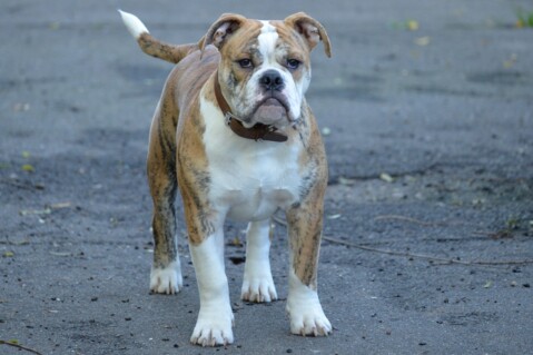 Continental Bulldog Seeblickbulls 181120 Continental Bulldog Seeblickbulls 181120