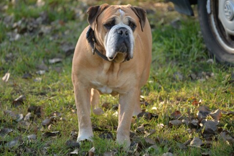 Continental Bulldog Seeblickbulls 181122 Continental Bulldog Seeblickbulls 181122