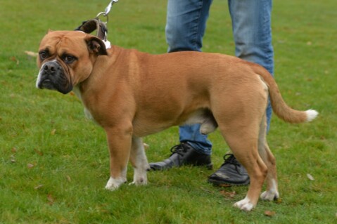 Continental Bulldog Seeblickbulls 181125 Continental Bulldog Seeblickbulls 181125