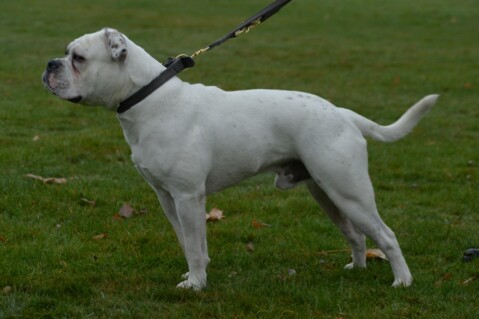 Continental Bulldog Seeblickbulls 181127 Continental Bulldog Seeblickbulls 181127