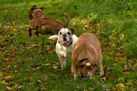 Continental Bulldog Seeblickbulls 181129 Continental Bulldog Seeblickbulls 181129