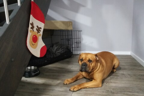 Continental Bulldog Seeblickbulls 181201 Continental Bulldog Seeblickbulls 181201